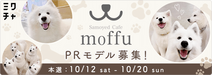 サモエドカフェmoffuのPRモデル募集！